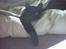 Huskat /British Shorthair Cille 