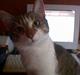 Blanding af racer Pusser