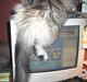 Maine Coon Mille