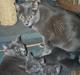 Korat Kitty R.I.P.