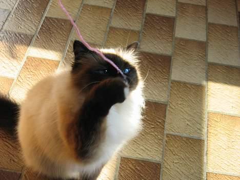 Hellig Birma Frida billede 6