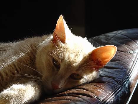 Blanding af racer Nugga Boris billede 1