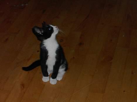 Blanding af racer Thor - Har lige fået øje på en fugl. billede 1