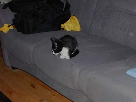 Blanding af racer Thor - Kigger på sin legetøjs mus. billede 2