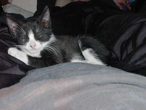 Blanding af racer Thor billede 3