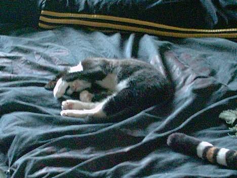 Blanding af racer Thor - Gemmer lige sit hoved. billede 4