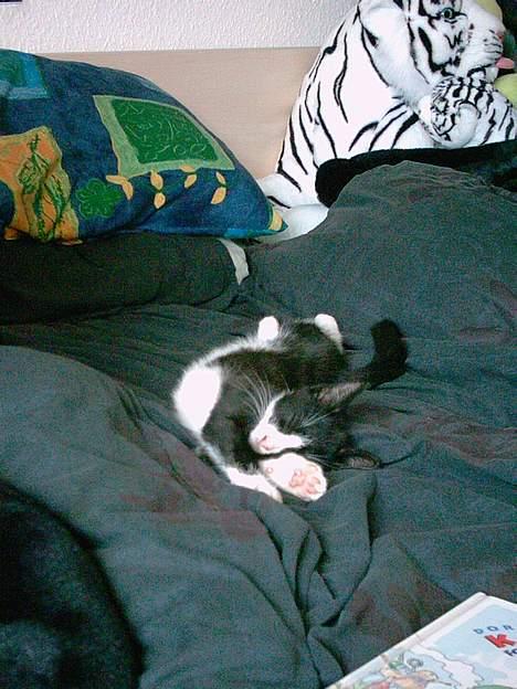 Blanding af racer Thor - Ligger og drømmer, måske om sin familie. billede 5