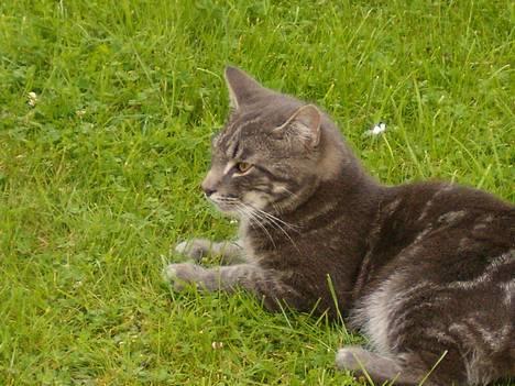 Blanding af racer bandit billede 8