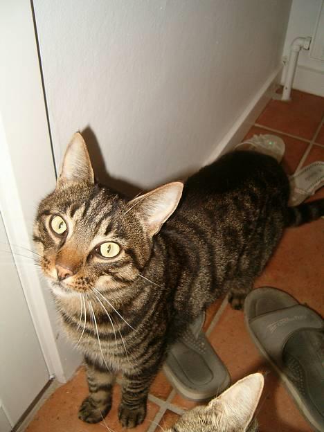 Blanding af racer Bisse - jeg vil gerne ud billede 8