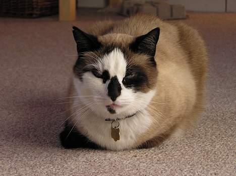 Blanding af racer Emil  R.I.P. billede 1