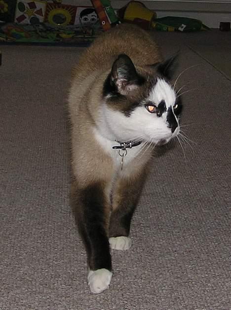 Blanding af racer Emil  R.I.P. billede 2