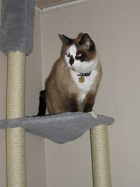 Blanding af racer Emil  R.I.P. billede 3