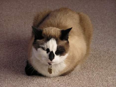 Blanding af racer Emil  R.I.P. billede 4