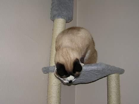 Blanding af racer Emil  R.I.P. billede 5