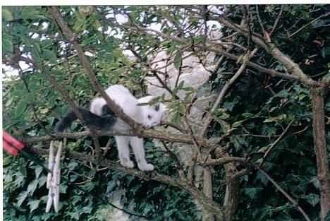 Blanding af racer Sille billede 1