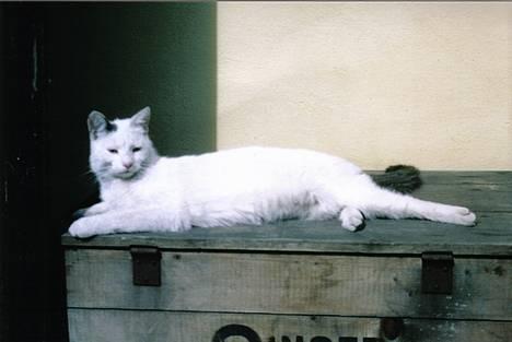 Blanding af racer Sille billede 2