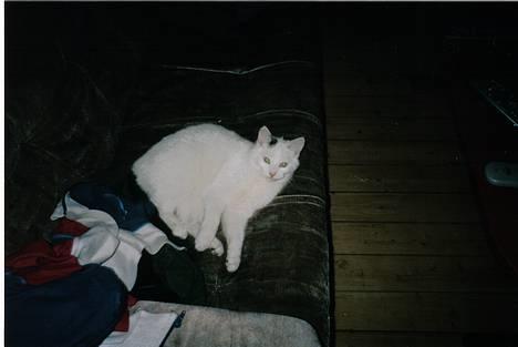 Blanding af racer Sille billede 4