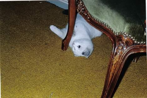 Blanding af racer Sille billede 3