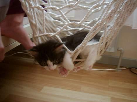 Blanding af racer Trille - livet er bare skønt billede 2