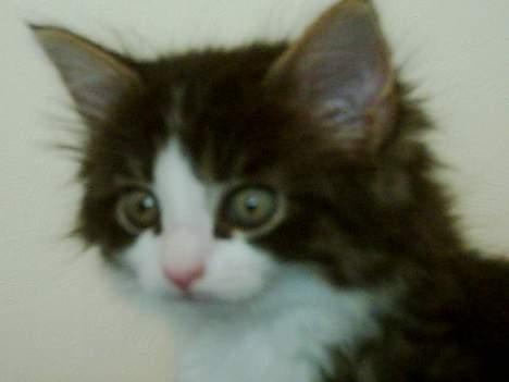 Blanding af racer Trille billede 3