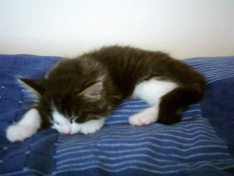 Blanding af racer Trille - jeg sover  billede 4