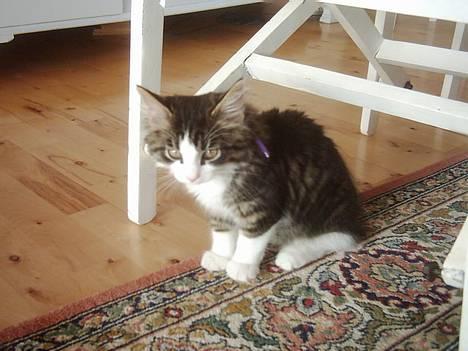 Blanding af racer Trille billede 6