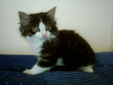 Blanding af racer Trille billede 7