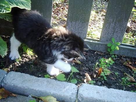 Blanding af racer Trille billede 8