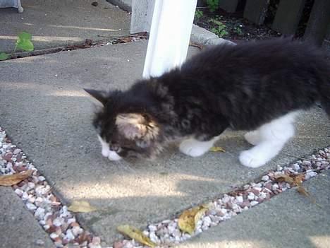 Blanding af racer Trille billede 9