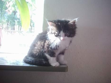 Blanding af racer Trille billede 10