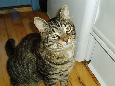 Blanding af racer Frederik billede 3