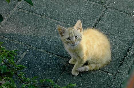 Blanding af racer Garfield billede 2