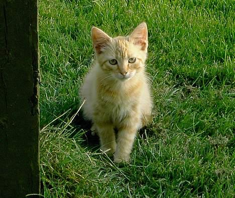 Blanding af racer Garfield billede 3