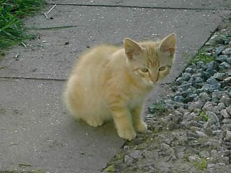 Blanding af racer Garfield billede 4