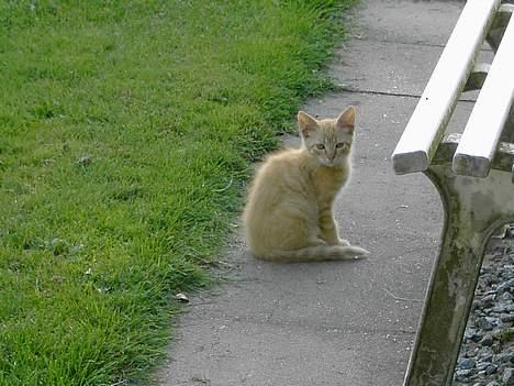 Blanding af racer Garfield billede 5