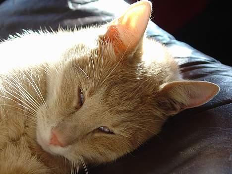 Blanding af racer Nugga Boris billede 2