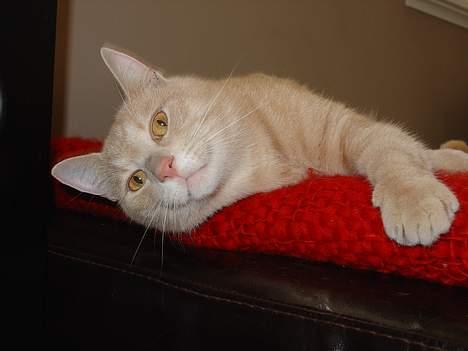 Blanding af racer Nugga Boris billede 3