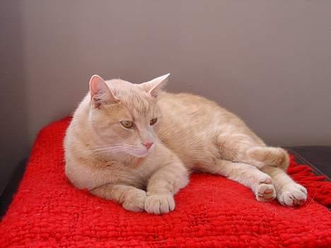 Blanding af racer Nugga Boris billede 4