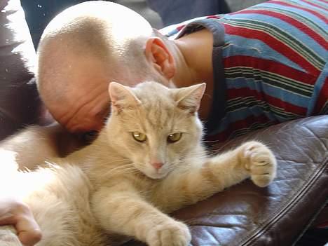 Blanding af racer Nugga Boris billede 5