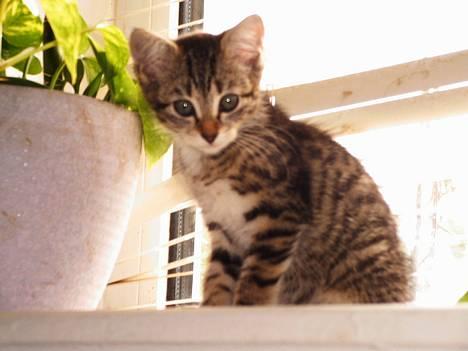 Blanding af racer Sofie billede 1