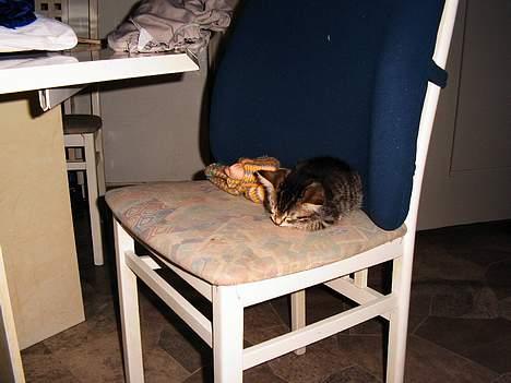 Blanding af racer Sofie billede 2