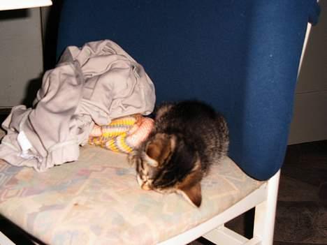 Blanding af racer Sofie billede 3