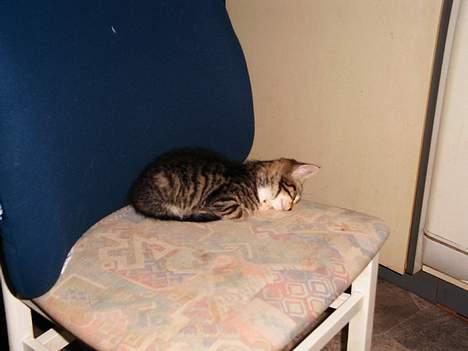 Blanding af racer Sofie billede 4