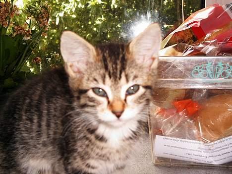 Blanding af racer Sofie billede 5