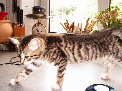 Blanding af racer Sofie billede 6