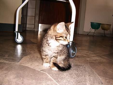 Blanding af racer Sofie billede 7