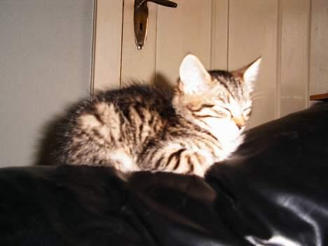 Blanding af racer Sofie billede 8