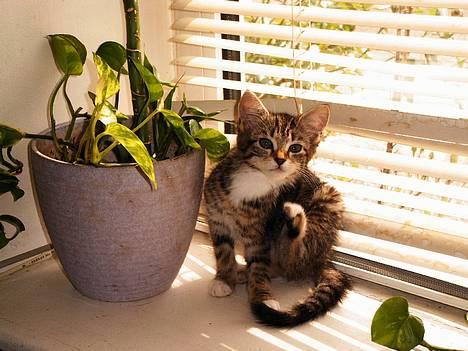 Blanding af racer Sofie billede 9