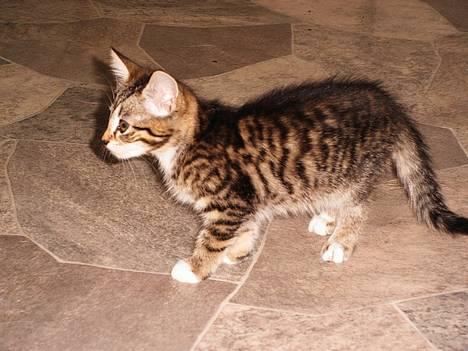 Blanding af racer Sofie billede 10