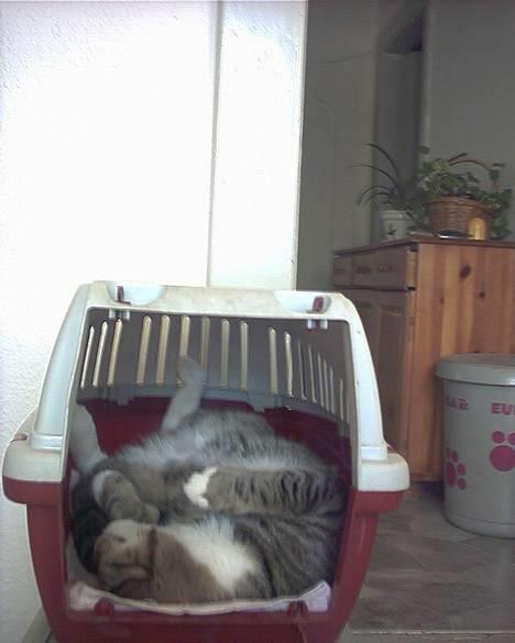 Blanding af racer Pelle - Pellemisen sover ! :p  billede 1